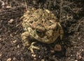 Toad under the moonlight