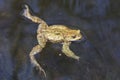 Toad in the water -  frog Royalty Free Stock Photo
