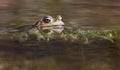 Toad in the water -  frog Royalty Free Stock Photo