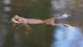 Toad in the water -  frog Royalty Free Stock Photo