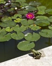 Toad on water pads in a pond. Royalty Free Stock Photo