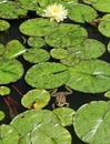 Toad on water pads in a pond. Royalty Free Stock Photo