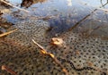 A toad in water between spawned eggs