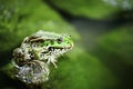 Toad on the wet stone Royalty Free Stock Photo