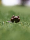 Toad in wet summer grass.. Royalty Free Stock Photo