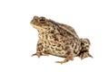 Toad on white Royalty Free Stock Photo