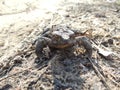 Toad with yellow eyes on a sandy road close-up in spring