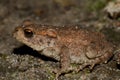 Toad Royalty Free Stock Photo