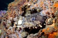 Toadfish on Reef