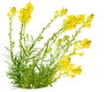 Toadflax (Linaria vulgaris) Royalty Free Stock Photo