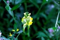 Toadflax. Wild flower. Royalty Free Stock Photo