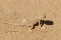 Toadhead agama Phrynocephalus mystaceus