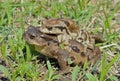 Toads Bufo gargarizans 3 Royalty Free Stock Photo