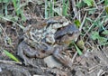 Toads Bufo gargarizans 4 Royalty Free Stock Photo