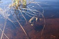 Toads on the forest lake