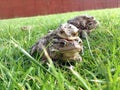 Toads. Royalty Free Stock Photo