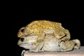 Toads mating Royalty Free Stock Photo