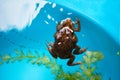 Toads mating in the water Royalty Free Stock Photo