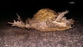 Toads mating that you may not have seen.