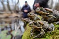 toads migrating over a mossy log with onlooker in background