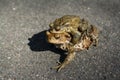 Toads migration Royalty Free Stock Photo