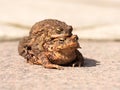 Toads on their way to spawning Royalty Free Stock Photo