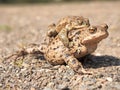 Toads on their way to spawning Royalty Free Stock Photo