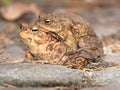 Toads on their way to spawning Royalty Free Stock Photo