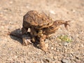 Toads on their way to spawning Royalty Free Stock Photo