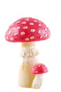 Toadstool. Royalty Free Stock Photo