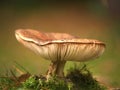 Toadstool Royalty Free Stock Photo