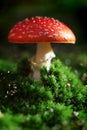 Toadstool