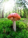 Toadstool