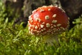 Toadstool