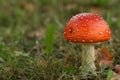 Toadstool