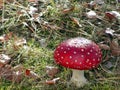 Toadstool Royalty Free Stock Photo