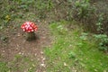 Toadstool