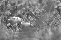 Toadstool in black white in a heather field in the forest. Poisonous mushroom Royalty Free Stock Photo