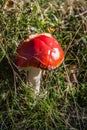 Toadstool with bright red cap