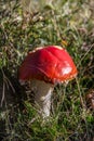Toadstool with bright red cap