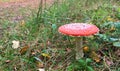 Toadstool 1