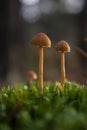 Toadstool brownish mushrooms with small ovate cap and long thin leg