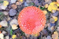 Toadstool, close up of a poisonous mushroom in the forest. Royalty Free Stock Photo