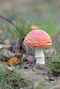 Toadstool, close up of a poisonous mushroom in the forest. Royalty Free Stock Photo