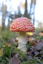 Toadstool, close up of a poisonous mushroom in the forest. Royalty Free Stock Photo