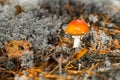 Toadstool, close up of a poisonous mushroom in the forest with copy space Royalty Free Stock Photo