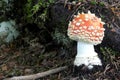 Toadstool in closeup at Berchtesgaden, Bavaria