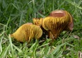 Toadstool duo in the green grass Royalty Free Stock Photo
