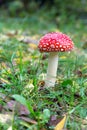 Toadstool Royalty Free Stock Photo