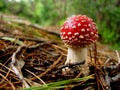 Toadstool in the forest Royalty Free Stock Photo